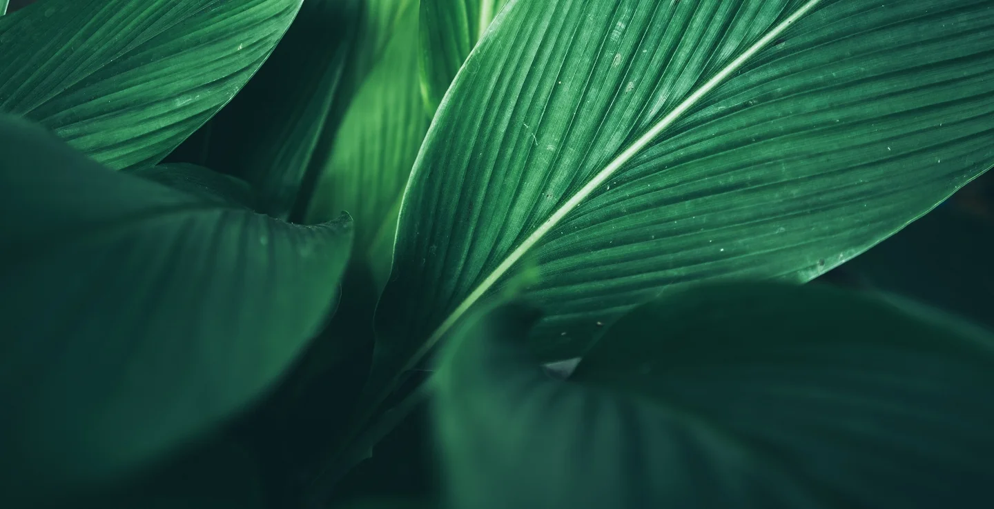 TLG cria experiência imersiva com IA para conectar natureza, tecnologia e reflexão